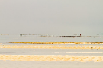 Fototapeta na wymiar Seaweed farmers in the blue water off the white beaches of the Indian Ocean spice island of Zanzibar