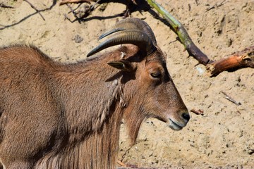 portrait of a goat with long horns