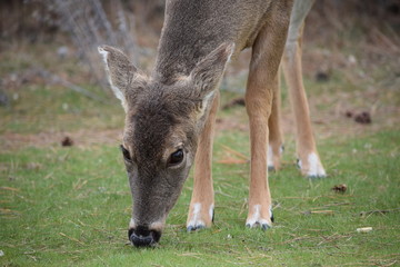 Deer eating off the land