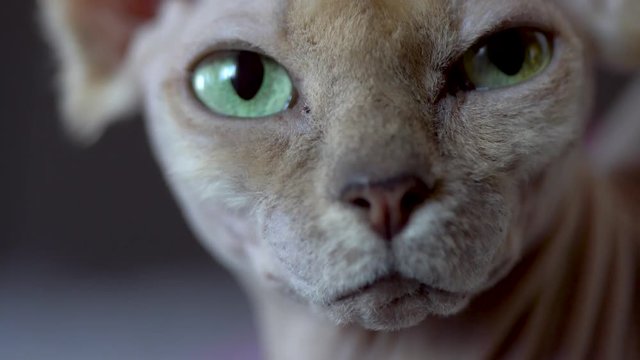 Sleepy Canadian Sphynx cat relaxing