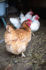 Chickens on the farm. Toned, style, color photo.