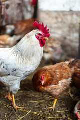 Chickens on the farm. Toned, style, color photo.