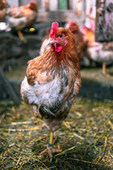 Chickens on the farm. Toned, style, color photo.