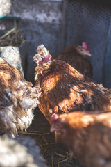 Chickens on the farm. Toned, style, color photo.