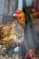 Chickens on the farm. Toned, style, color photo.