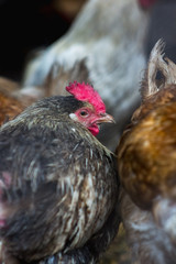 Chickens on the farm. Toned, style, color photo.