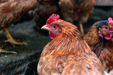 Chickens on the farm. Toned, style, color photo.