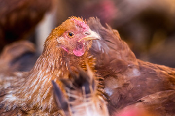 Chickens on the farm. Toned, style, color photo.