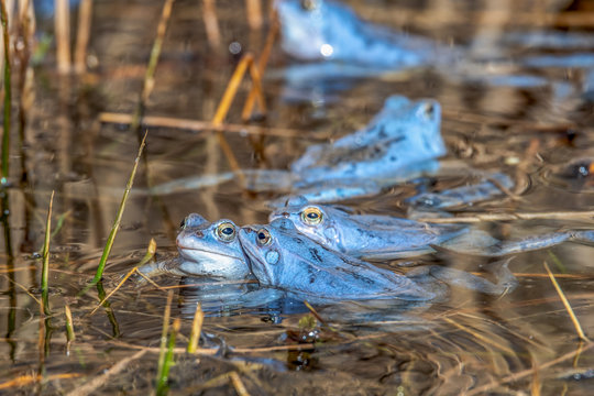 Male moor frogs turn into a bright blue at mating time. So they want to impress the females. It is a fantastic natural spectacle. Concept: animals and mating