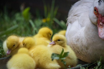 portrait of mother muscovy duck and group of cute yellow fluffy baby ducklings, animal family concept

