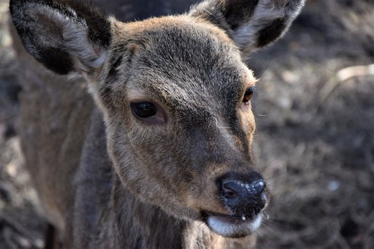 portrait of a beautiful roe-deer