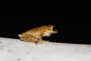 Close up Common tree frog Amphibians (Polypedates leucomystax) brown color