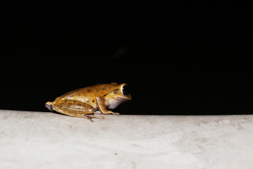 Macro photo of Common tree frog or Golden tree frog or Polypedates leucomystax's eyes on black background