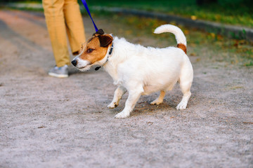 Dog lagging behind refuses to walk and drags leash in opposite way
