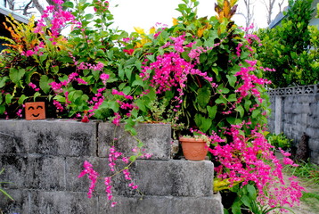 沖縄県備瀬の集落ふくぎ並木の花のある風景