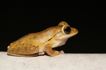 Macro photo of Common tree frog or Golden tree frog or Polypedates leucomystax's eyes on black background