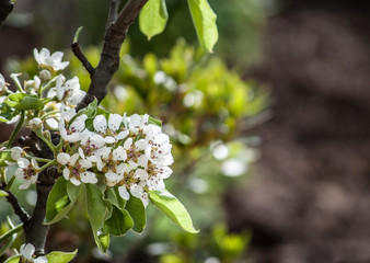 Flowering mini Pear Tree