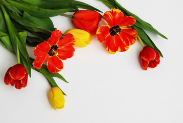 Red and yellow tulips on a white background. Background for the postcard. Spring flowers. March 8