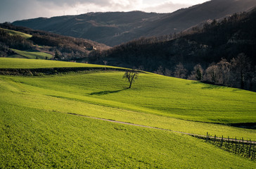 Green fields at the end of the winter. Monghidoro, Bologna, Italy.