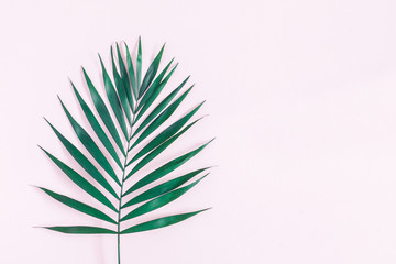 Summer tropical composition. Green tropical leaf on pink background. Summer concept. Flat lay, top view, copy space