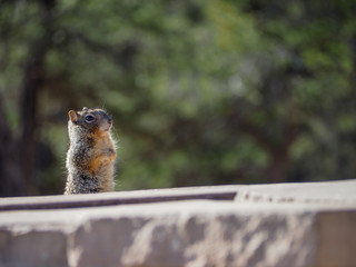 Squirrel peeking over rock slab looking for food