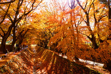 Fototapeta na wymiar the beautiful autumn color of Japan maple