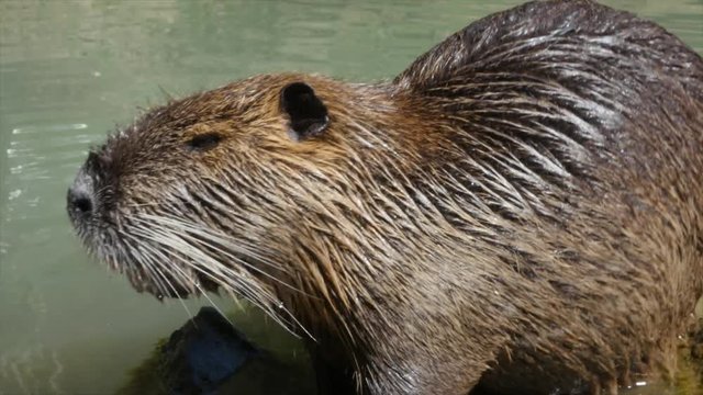 Nutria, swamp beaver by the lake on a Sunny day