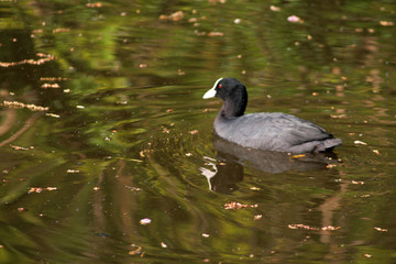 foulque macroule nageant