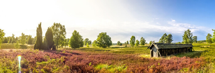 Lüneburger Heide, Heide Blütezeit, Panorama 