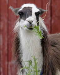 Lama at farm in Norway (Lama glama) © STUEDAL