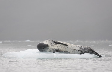 Naklejka premium Lampart morski na lodzie
