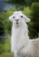 Lama at farm in Norway (Lama glama) © STUEDAL