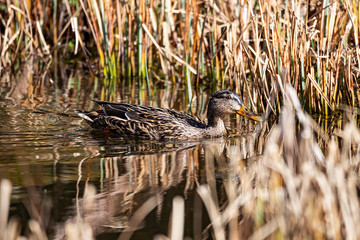 Mallard Duck - anas platyrhynchos