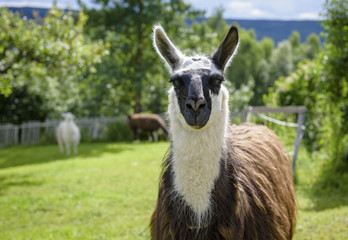 Obraz premium Lama at farm in Norway (Lama glama)