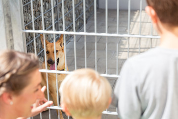 Family looking to adopt a pet from animal shelter watching the poor pet in cage