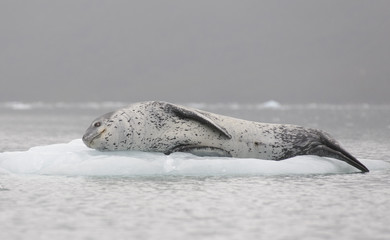 Obraz premium Lampart morski na lodzie