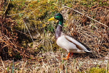 Mallard Duck - anas platyrhynchos