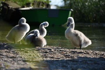 Four baby swans hanging at the lakeside