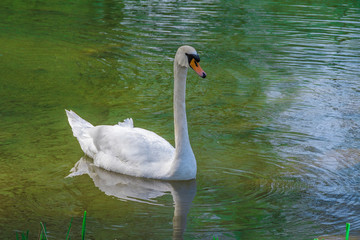 A white swan in the lake