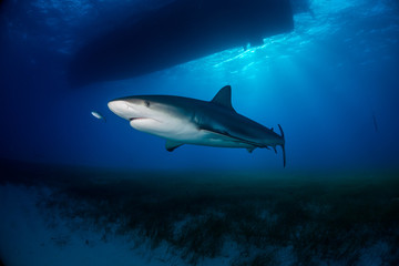 Reef Shark Bahamas