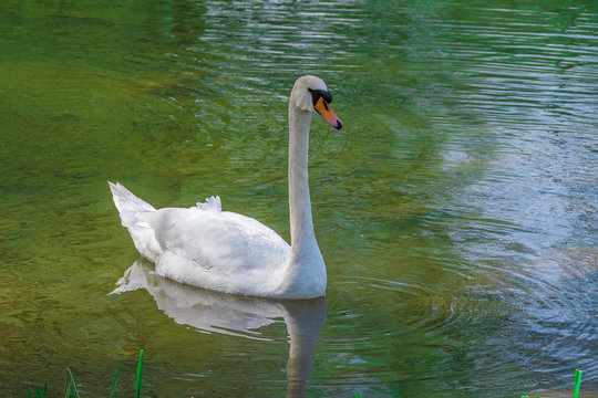 A white swan in the lake