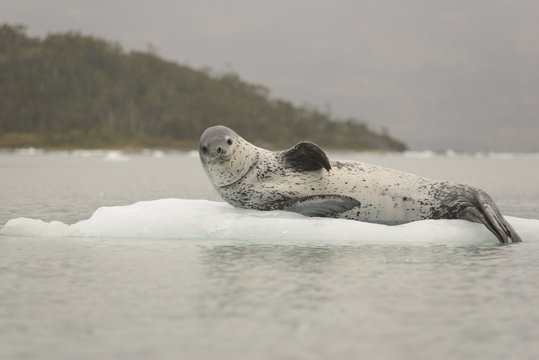 Leopard Seal