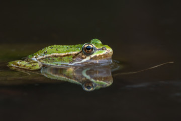 common European frog