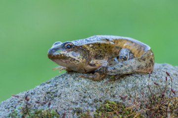 common European frog