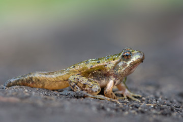 common European frog