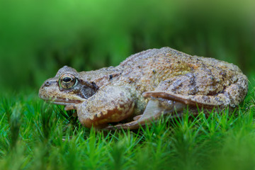 grass frog