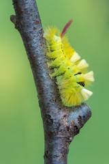 Calliteara pudibunda (pale tussock) - larva