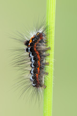 Yellow-tail - Sphrageidus similis - larva