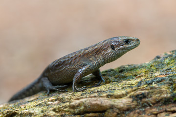 Viviparous lizard - Zootoca vivipara