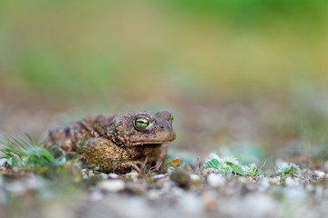 bufo calamita